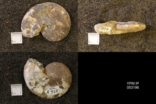 Discoscaphites conradi
