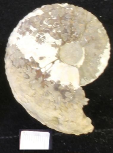 undet. Scaphitidae