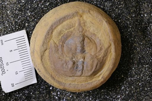 Euproops danae
