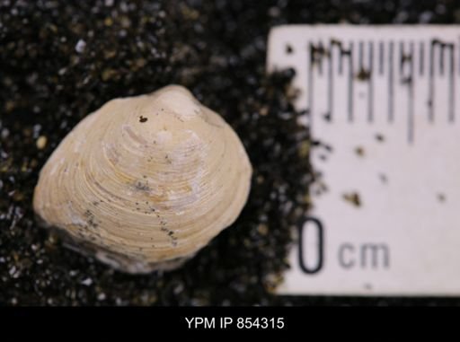 Limopsis striatopunctatus