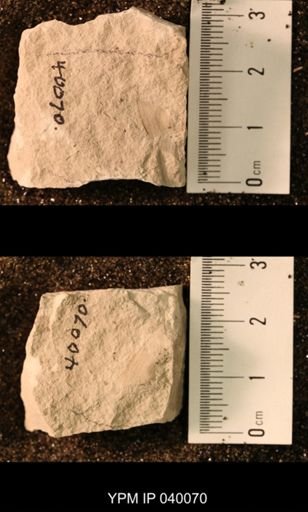 Probnis speciosa