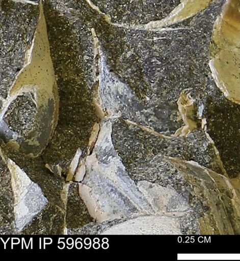 undet. Bivalvia