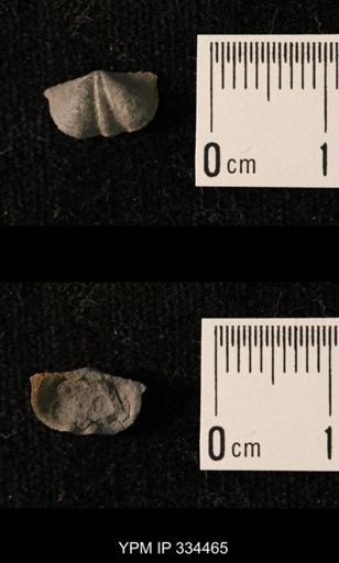 Mesolobus lioderma