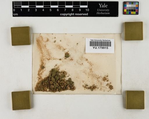Plantae