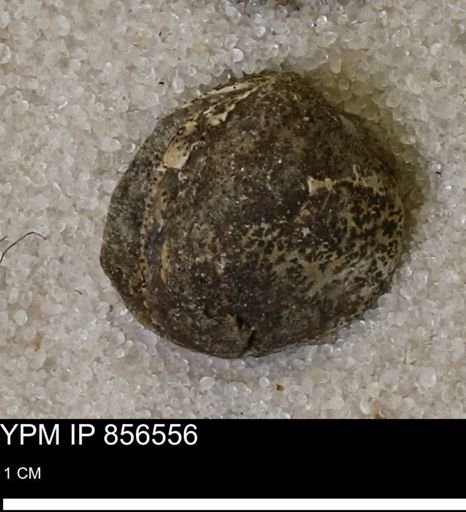 Protocardia sp.