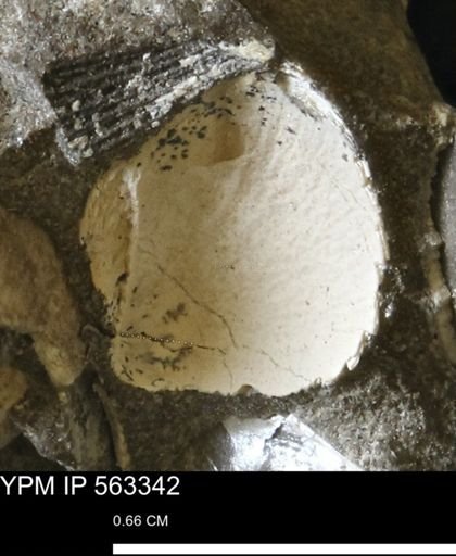 undet. Bivalvia
