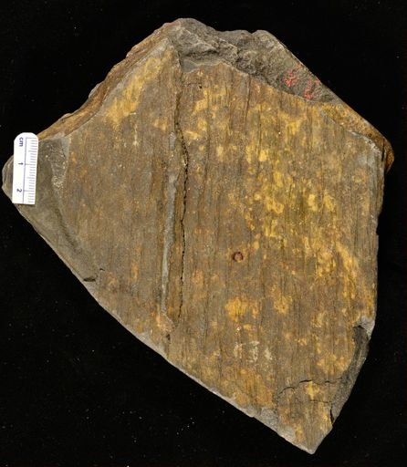 Lepidodendron sp.