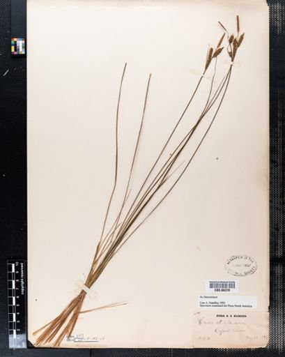 Carex stricta