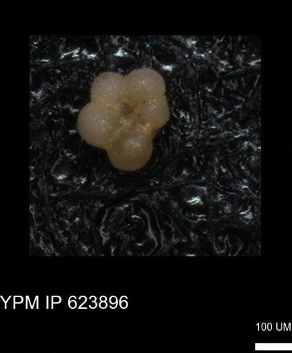 undet. Rugoglobigerinidae