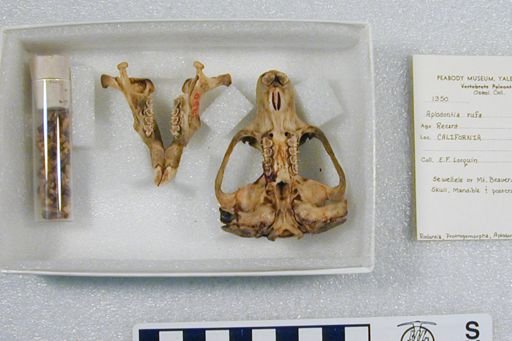Aplodontia rufa