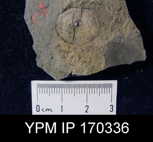 undet. Discinoidea