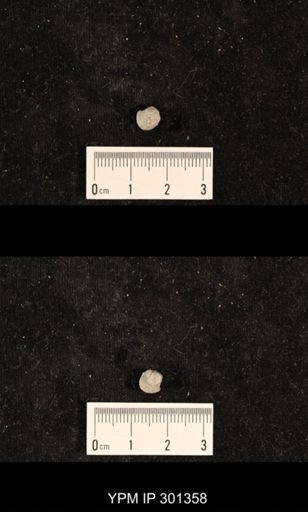 Bellerophon sp.