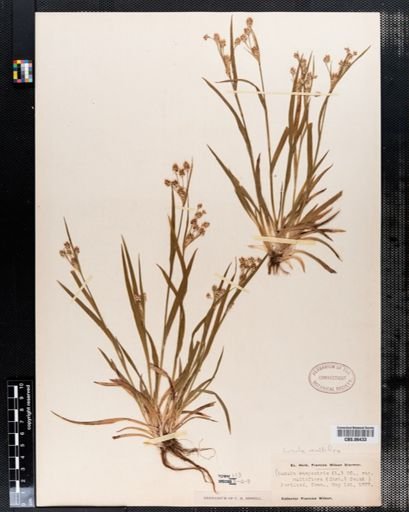 Luzula campestris