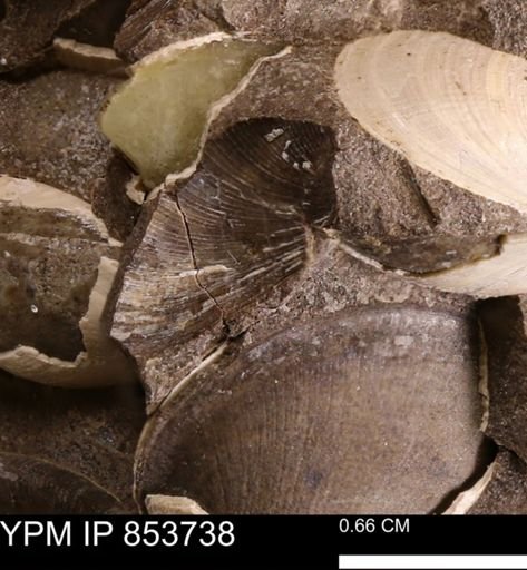 Limopsis striatopunctatus