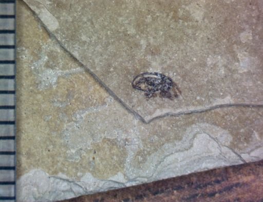 undet. Curculionidae