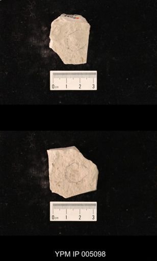Chaetopsocidium sellardsi
