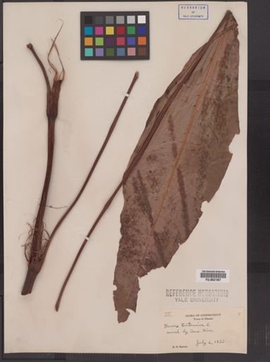 Rumex orbiculatus