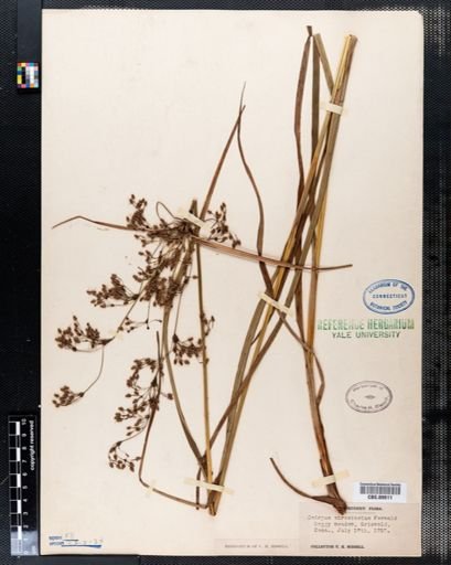 Scirpus atrocinctus