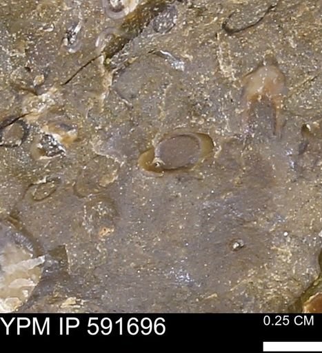 Serpulidae