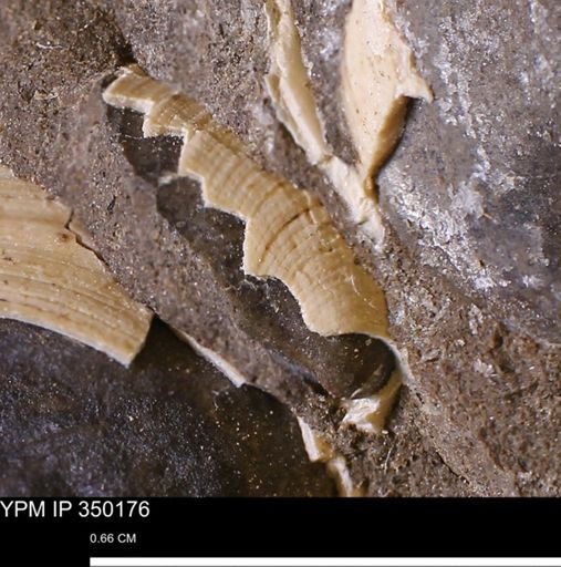 Limopsis striatopunctatus
