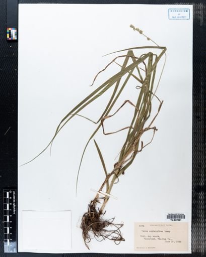 Carex cephaloidea
