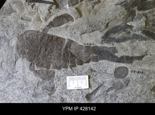 Eurypterus sp.