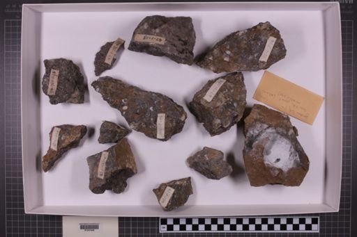 mixed taxa, stratigraphic collection