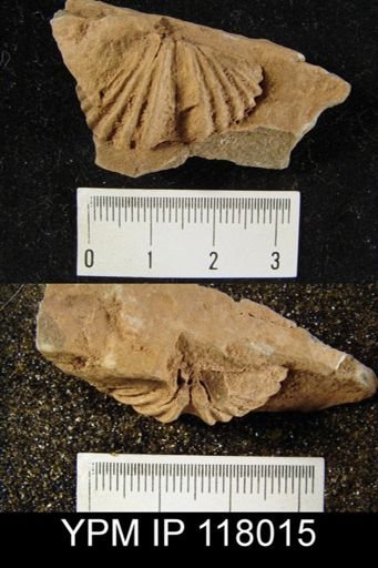Delthyris rugaecosta