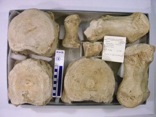 Mammuthus columbi?