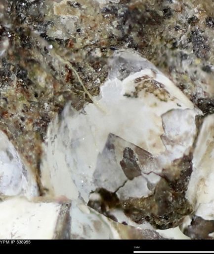 Corbulamella gregaria