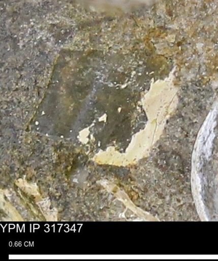 undet. Mollusca
