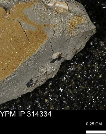undet. Scaphopoda