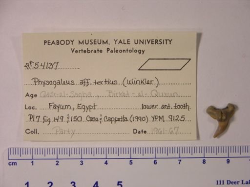 Physogaleus aff. tertius