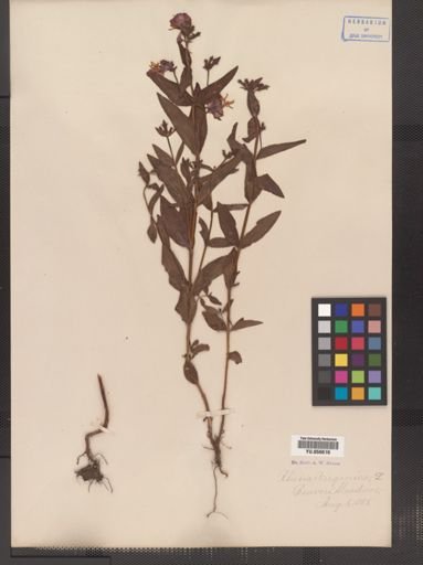 Rhexia virginica