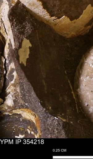 undet. Bivalvia