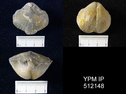 undet. Choristitidae