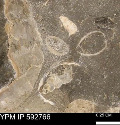 undet. Bivalvia