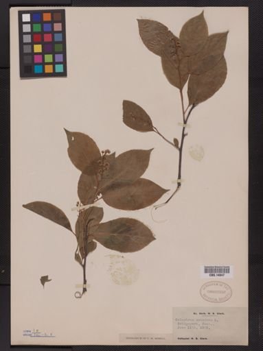 Celastrus scandens