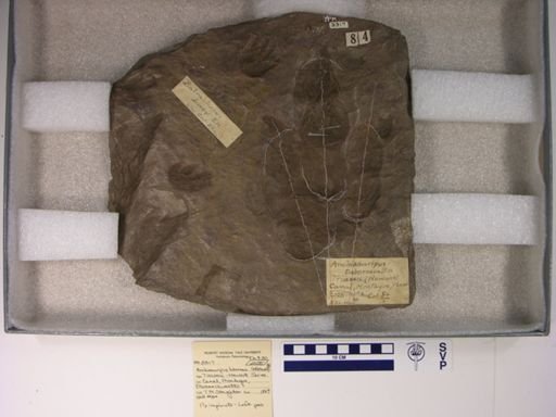 Batrachopus deweyi