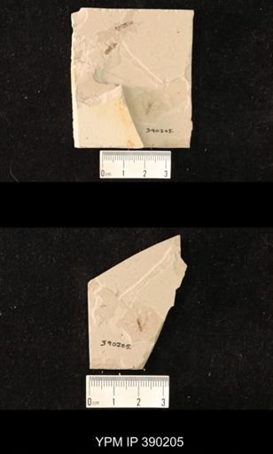 undet. Hymenoptera