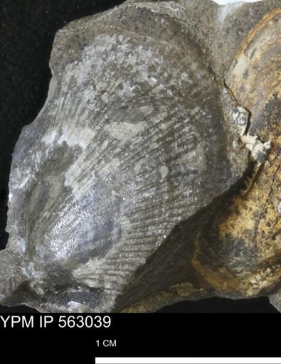 Oxytoma (Hypoxytoma) sp.