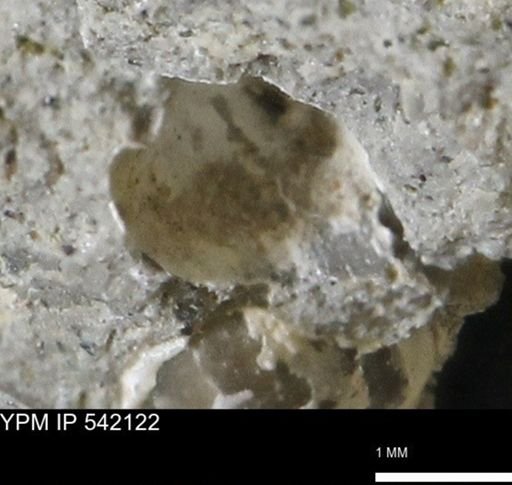 Corbulamella gregaria