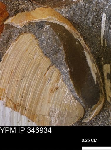 Limopsis striatopunctatus