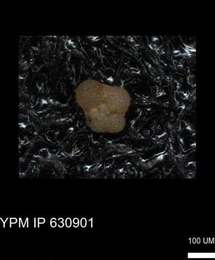 undet. Rugoglobigerinidae