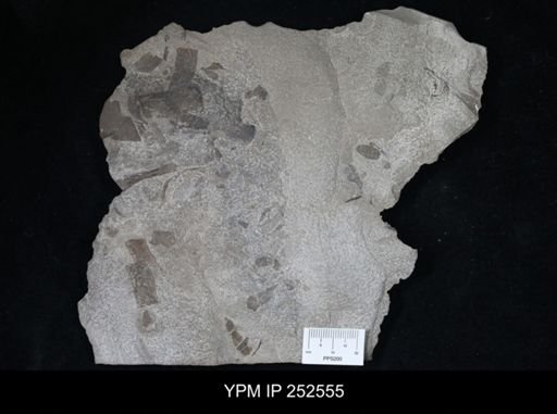 undet. Eurypterida