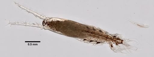 Monstrilla