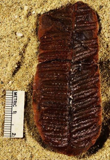 Pecopteris miltoni
