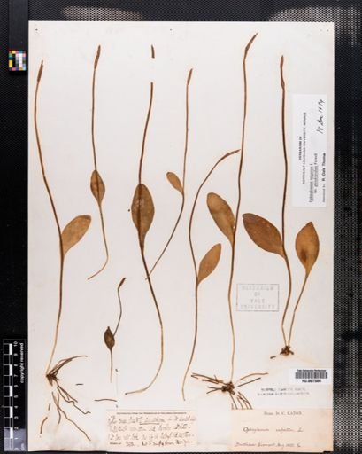 Ophioglossum vulgatum