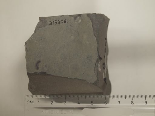 Stegerhynchus sp.