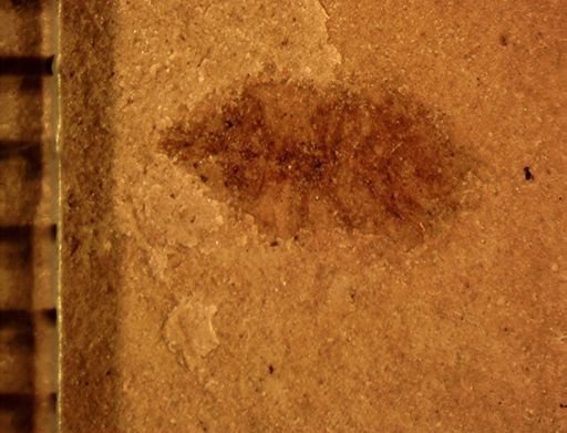 Hemiptera?